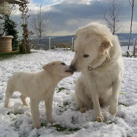 Bed & Breakfast La Casa Bianca Fossacesia